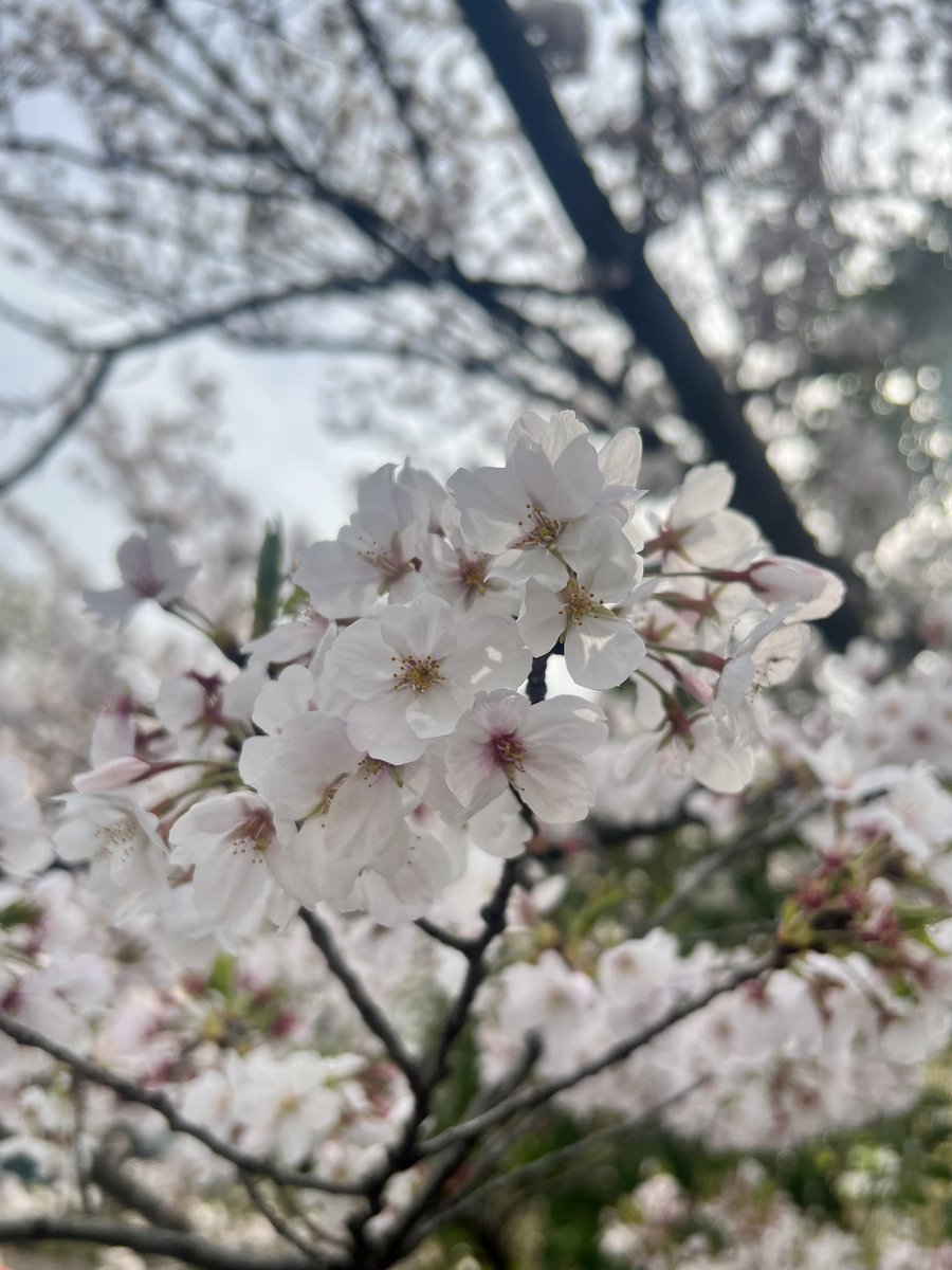 葉桜が増えてきたけどまだまだ綺麗?