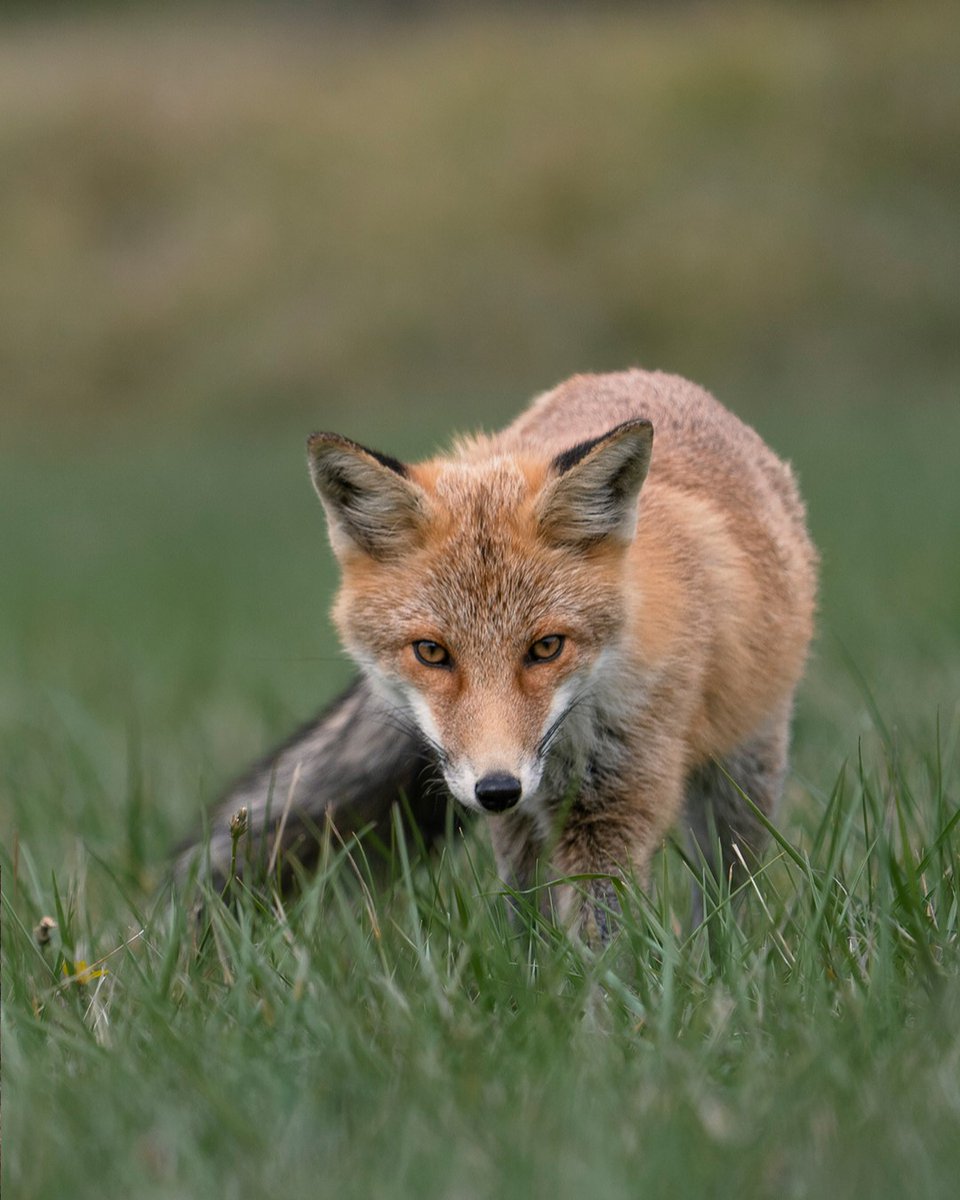 sonyitalia's tweet photo. Qualche scatto wildlife direttamente dagli Appennini, realizzato da Marco Santinelli con Sony A1 e SEL400800G. ๐บ๐๏ธ
๐ธ Qual รจ la tua foto preferita?
#SonyAlpha #AlphaUniverse #SonyWildlife #SonyLandscape #SonyA1 #SEL400800G https://t.co/QplClBtzYR