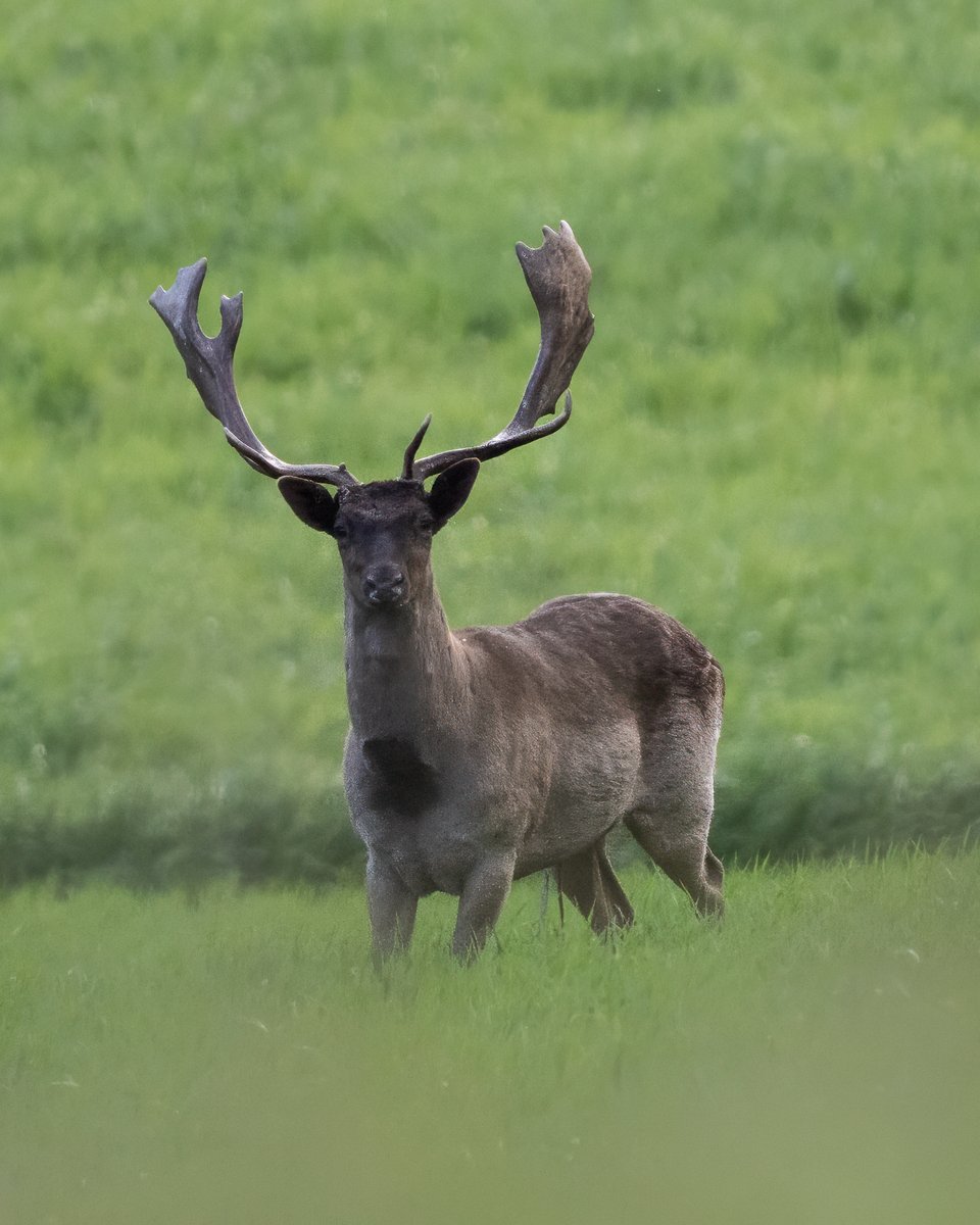 sonyitalia's tweet photo. Qualche scatto wildlife direttamente dagli Appennini, realizzato da Marco Santinelli con Sony A1 e SEL400800G. ๐บ๐๏ธ
๐ธ Qual รจ la tua foto preferita?
#SonyAlpha #AlphaUniverse #SonyWildlife #SonyLandscape #SonyA1 #SEL400800G https://t.co/QplClBtzYR
