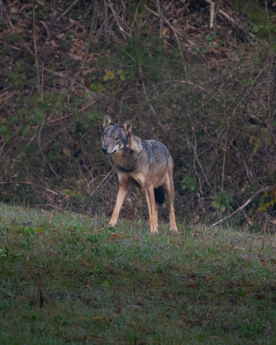 sonyitalia's tweet photo. Qualche scatto wildlife direttamente dagli Appennini, realizzato da Marco Santinelli con Sony A1 e SEL400800G. ๐บ๐๏ธ
๐ธ Qual รจ la tua foto preferita?
#SonyAlpha #AlphaUniverse #SonyWildlife #SonyLandscape #SonyA1 #SEL400800G https://t.co/QplClBtzYR