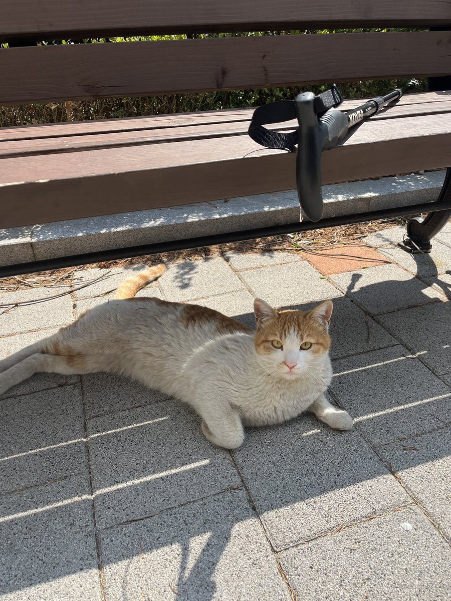오늘 본 벚꽃과 귀여운 하부지랑 야옹이 🌸
