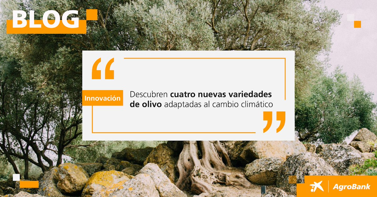 AgroBank_CABK's tweet photo. 🌿 El proyecto Agroclim-Olive llega a su fase final, colocando al olivar andaluz como referente de innovación agronómica. Investigación sobre adaptación al clima, salinidad y enfermedades emergentes.

Más detalles en https://t.co/EqVaC79WLe

#AgroBlog https://t.co/xSGSI4VTxu