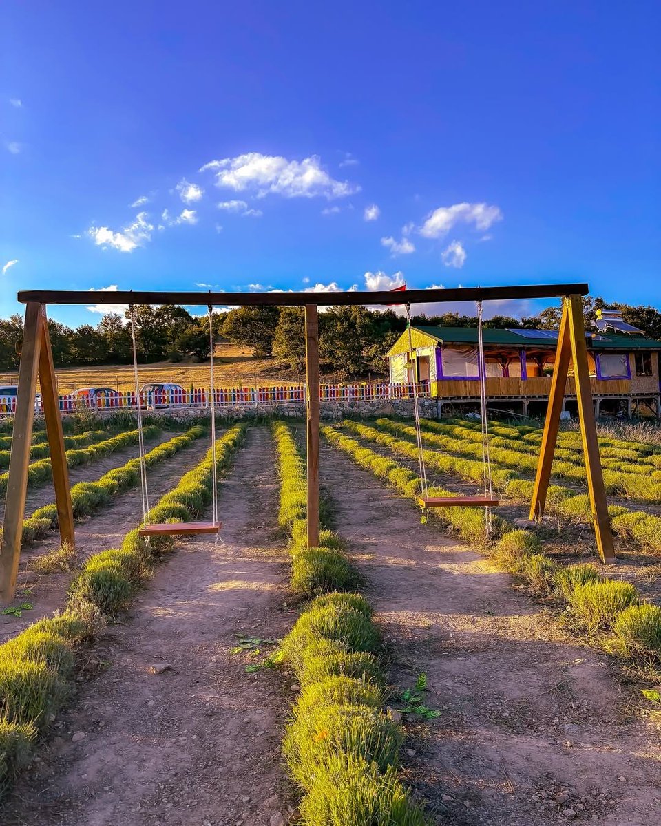 GoTurkiye's tweet photo. A hidden gem of Tokat, Niksar’s lavender gardens beautifully blend nature and history.

As you touch the fragrant lavender that stretches like a purple sea as far as the eye can see, you'll say, ’I am glad I am here.’ #Tokat

📸 IG: mcht_photo https://t.co/d6tyfAgqrv