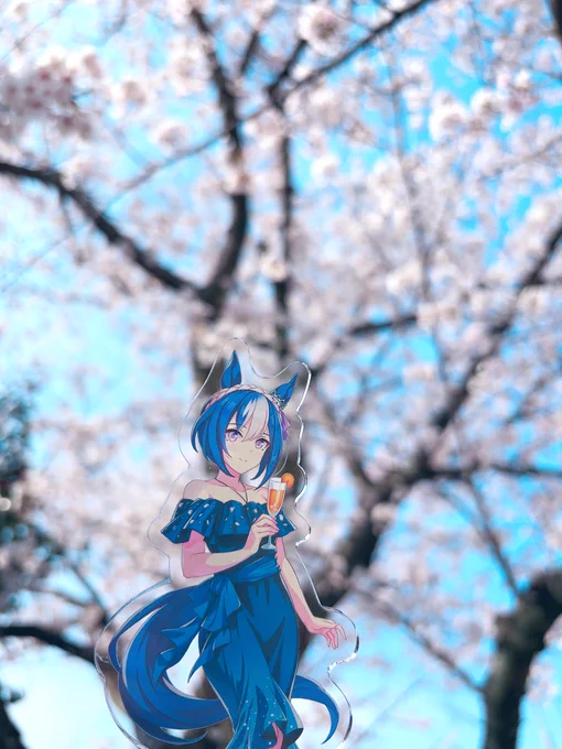 家の前の桜が満開になりました。今年もシーザリオと共にお写真 