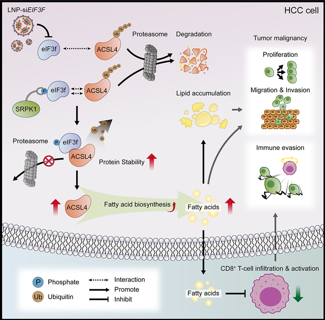 Rui Castro (@ruicastrohd) on Twitter photo In HCC, eIF3f|ACSL4 was shown to promote tumour malignancy by promoting fatty acid biosynthesis, with its targeting increasing anti-PD-1 efficacy
👉journal-of-hepatology.eu/article/S0168-…
<a href="/JHepatology/">Journal of Hepatology</a> In HCC, eIF3f|ACSL4 was shown to promote tumour malignancy by promoting fatty acid biosynthesis, with its targeting increasing anti-PD-1 efficacy
👉journal-of-hepatology.eu/article/S0168-…
<a href="/JHepatology/">Journal of Hepatology</a>