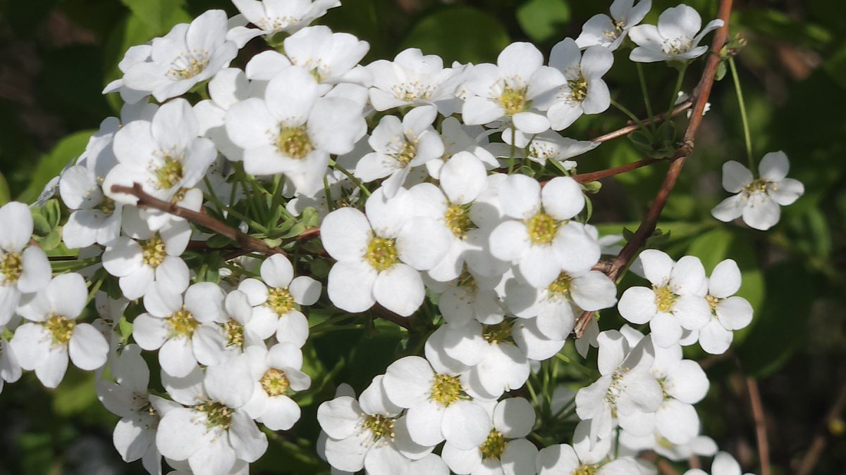 봄이와서 사진 nnn장 찍는중
배경화면으로 만들어야징🌸