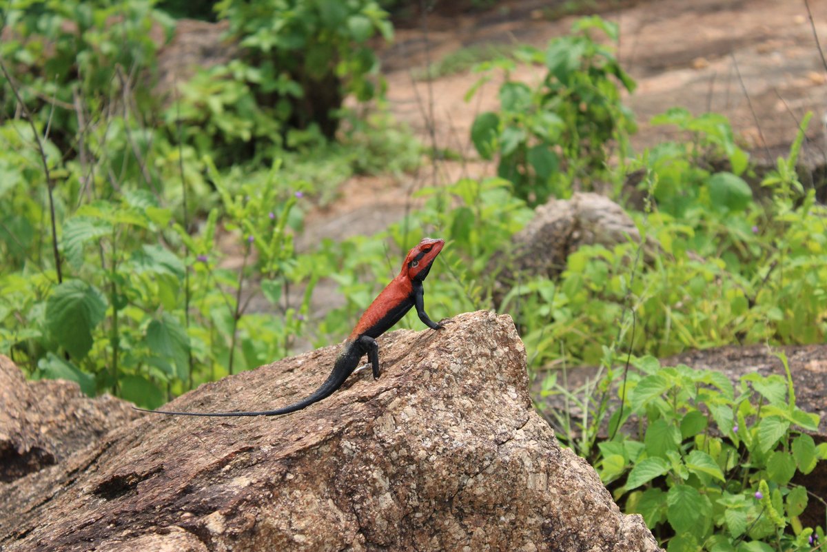 Univ of Hyderabad tweet media