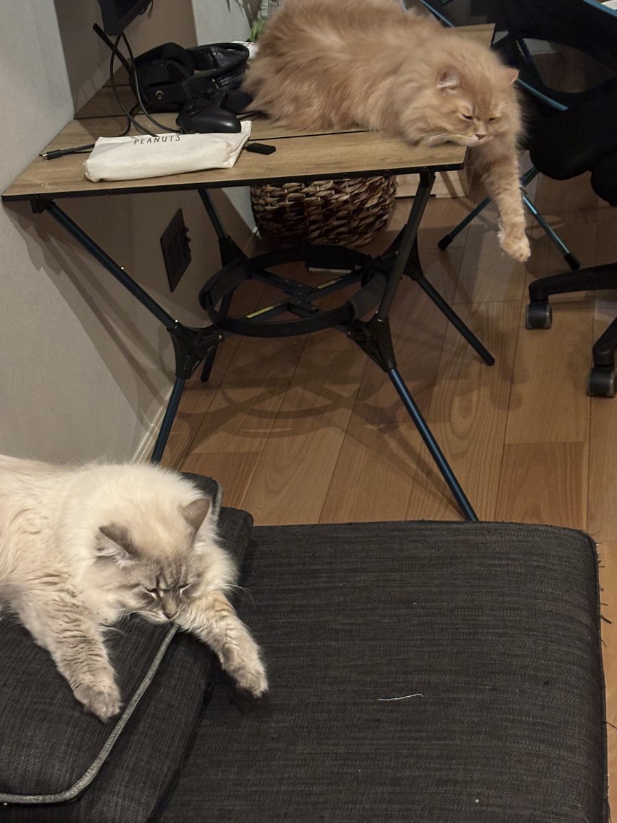 今日もおなじポーズしてる