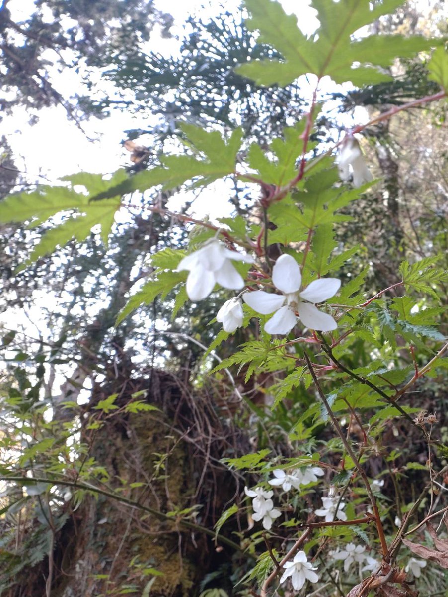 0Maokko's tweet photo. 相模湖を臨む石老山に登りました。満開の桜だけで
なく、様々な花を楽しめました。低山ですが、岩や
枝の段差の大きい山道は
そこそこ体力いりました。
帰りにお風呂😌♨️入り
さっぱりしました。 https://t.co/WDTHww7fPR