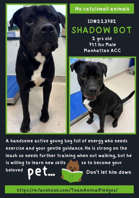 MoishesMom's tweet photo. 🆕 Intake- Shadow 🤖 Bot- 2️⃣ yr- Male
🆔2️⃣2️⃣3️⃣7️⃣8️⃣2️⃣- Manhattan ACC
🚫🐈⬛🐹 Shadow 🤖 is a Gorgeous Ebony boy who deserves a ♥️ 🏡 He’s a young pup who needs exercise & a bit of puppy training ♥️Come visit him downtown- He’ll be your trusted companion4️⃣EVER ♥️Adopt Shadow 🤖 https://t.co/nObnlHlJMr