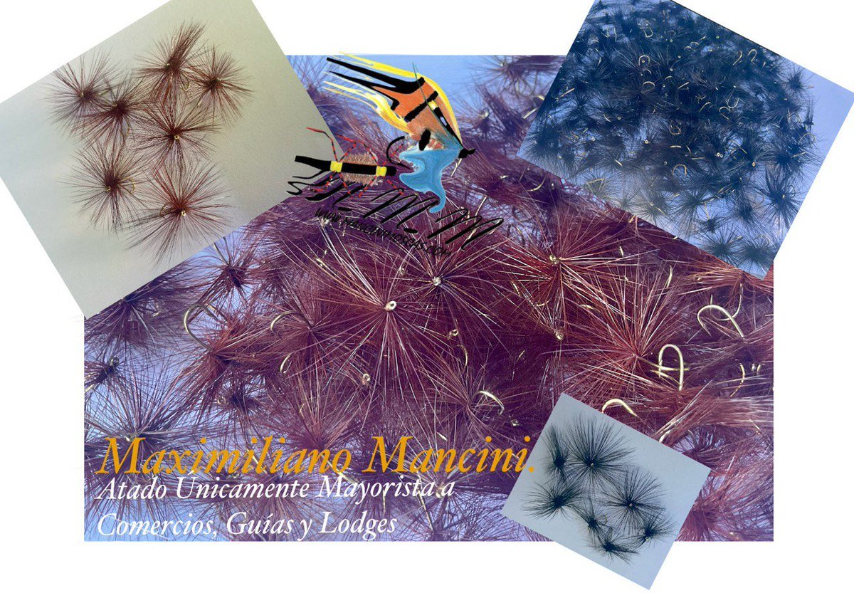 ManciniMaxi's tweet image. 