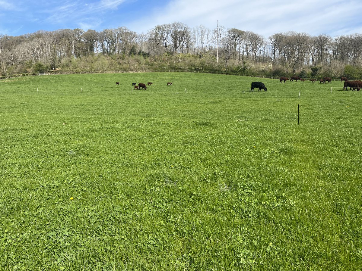 What a day to be out on farm looking at the progress of NUE leg plots!