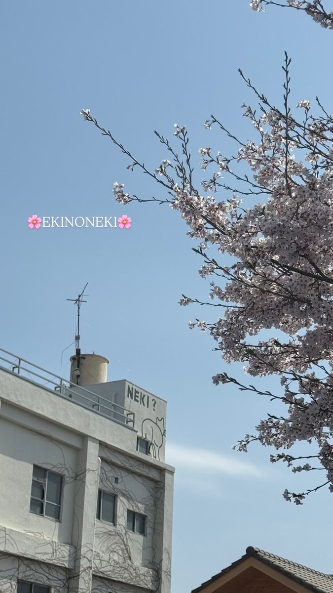ekinoneki's tweet photo. エキノネキの近くの桜も満開🌸
#ekinoneki #レトロカフェ　#ワンちゃん同伴ok https://t.co/XKKCmxyX4h