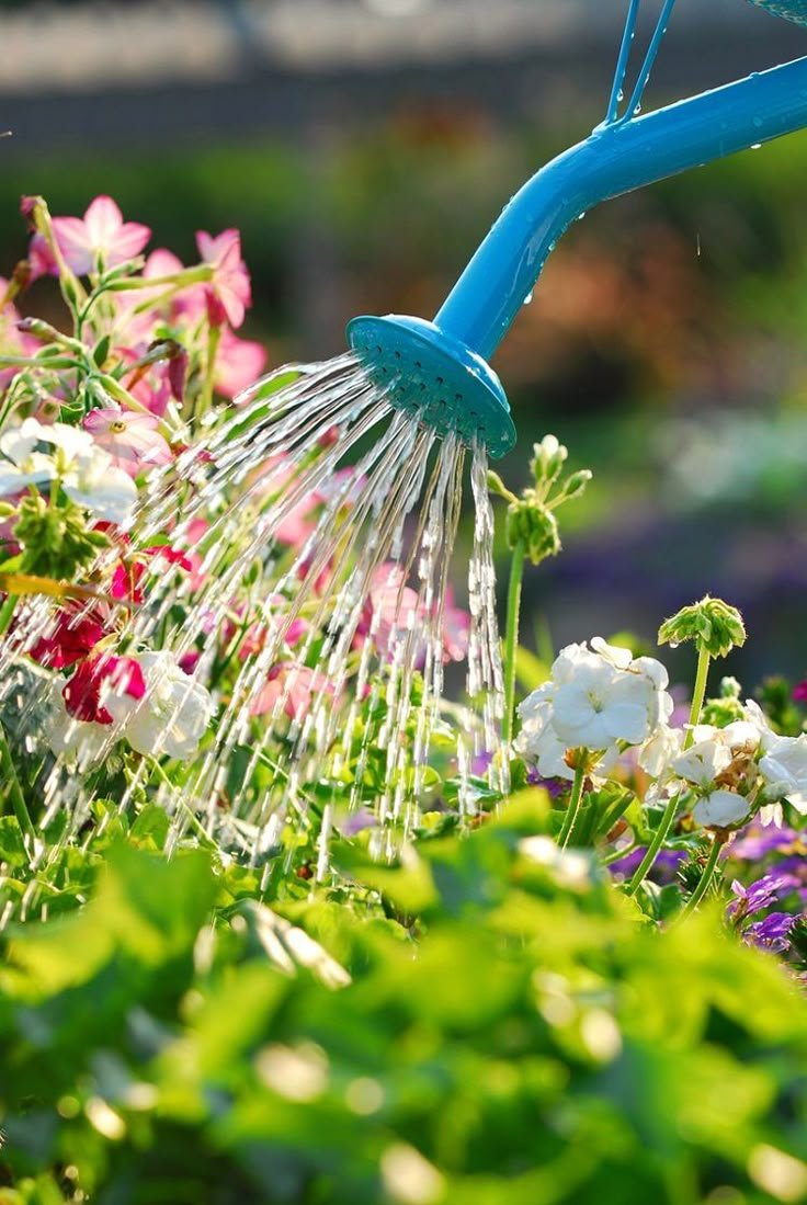 BellTowerTools's tweet photo. 🌱 Water Deep, Not Just Often 💧
Shallow watering leads to weak roots. Give your plants a deep soak a few times a week to build strength from the ground up.
How often do you water your garden?
#WateringTips #HealthyRoots #BellTower #GreenThumb #SmartGardening4o