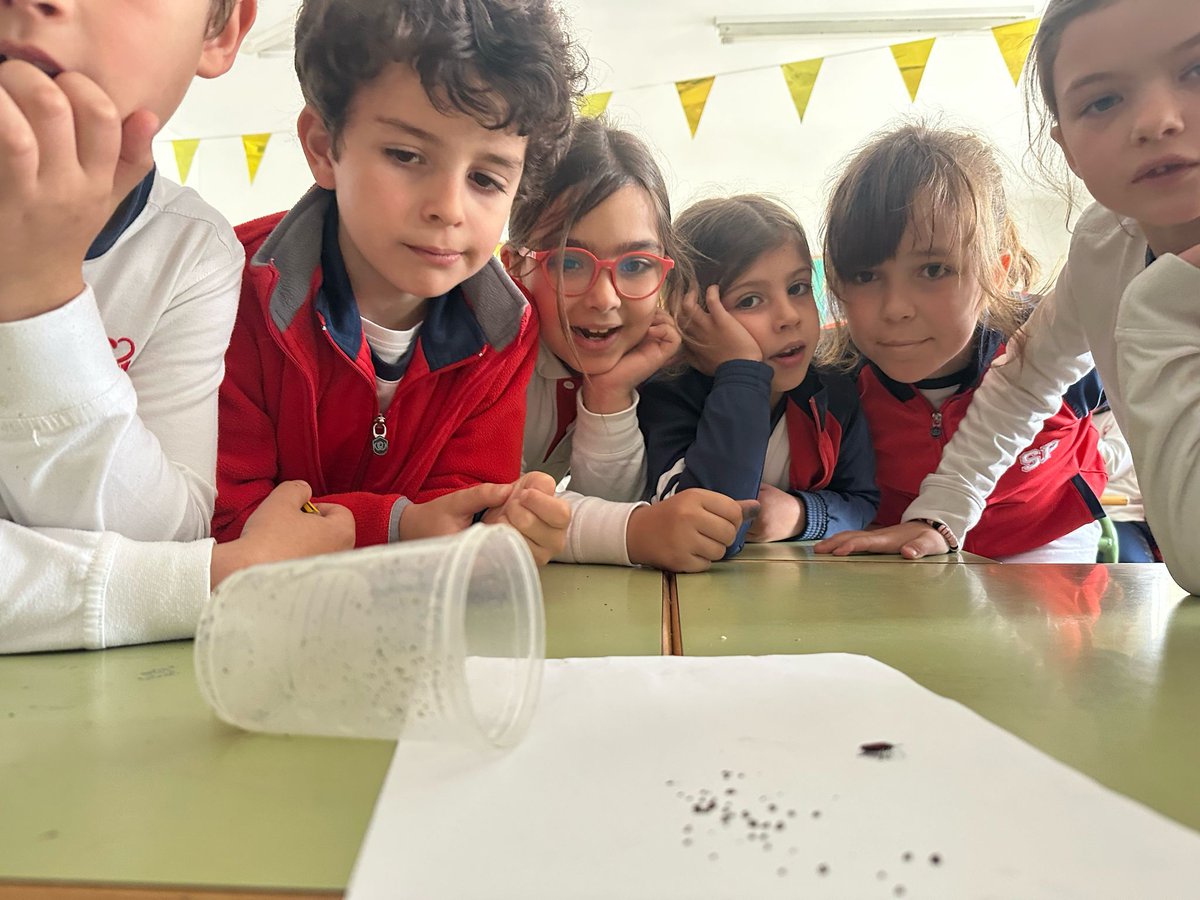 cardenalSPH's tweet photo. 🔍🐞 ¡Pequeños aventureros al descubierto! 🦋🔬 Hoy, nuestros estudiantes de Segundo de Primaria se transformaron en auténticos investigadores al observar insectos directamente durante la clase de Ciencias. 🌿👀 #CienciaDivertida #AprendizajeActivo https://t.co/I2GaH7f7Ee