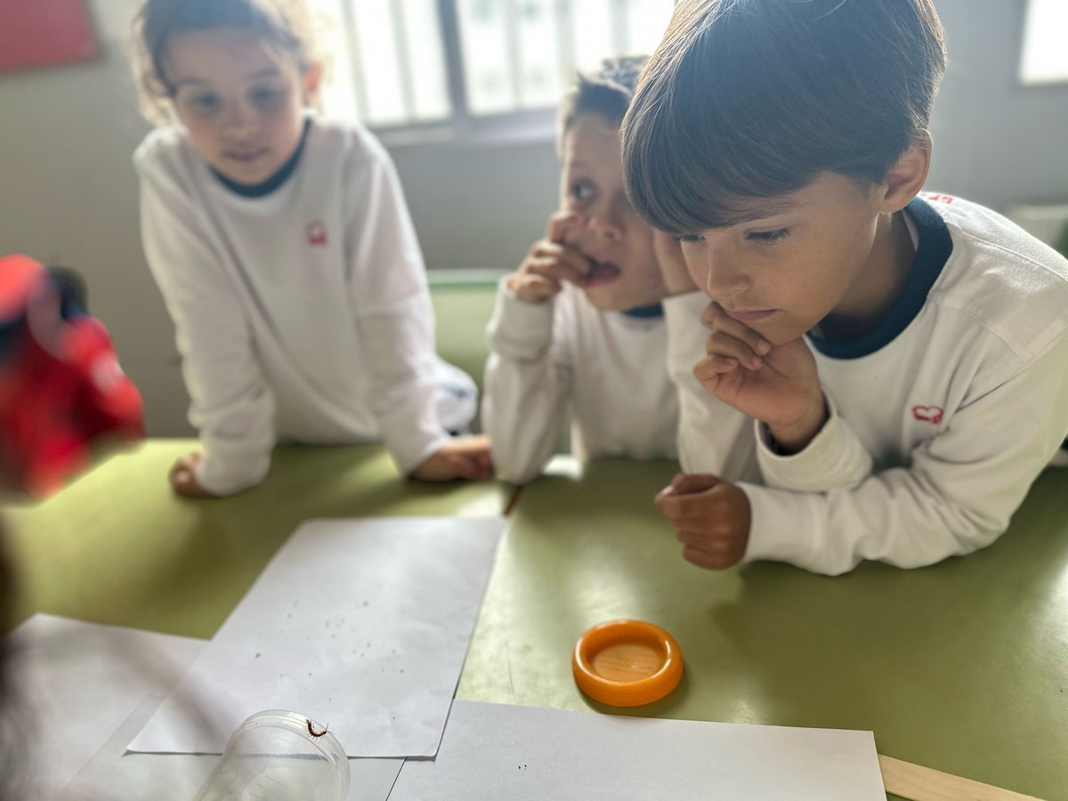 cardenalSPH's tweet photo. 🔍🐞 ¡Pequeños aventureros al descubierto! 🦋🔬 Hoy, nuestros estudiantes de Segundo de Primaria se transformaron en auténticos investigadores al observar insectos directamente durante la clase de Ciencias. 🌿👀 #CienciaDivertida #AprendizajeActivo https://t.co/I2GaH7f7Ee