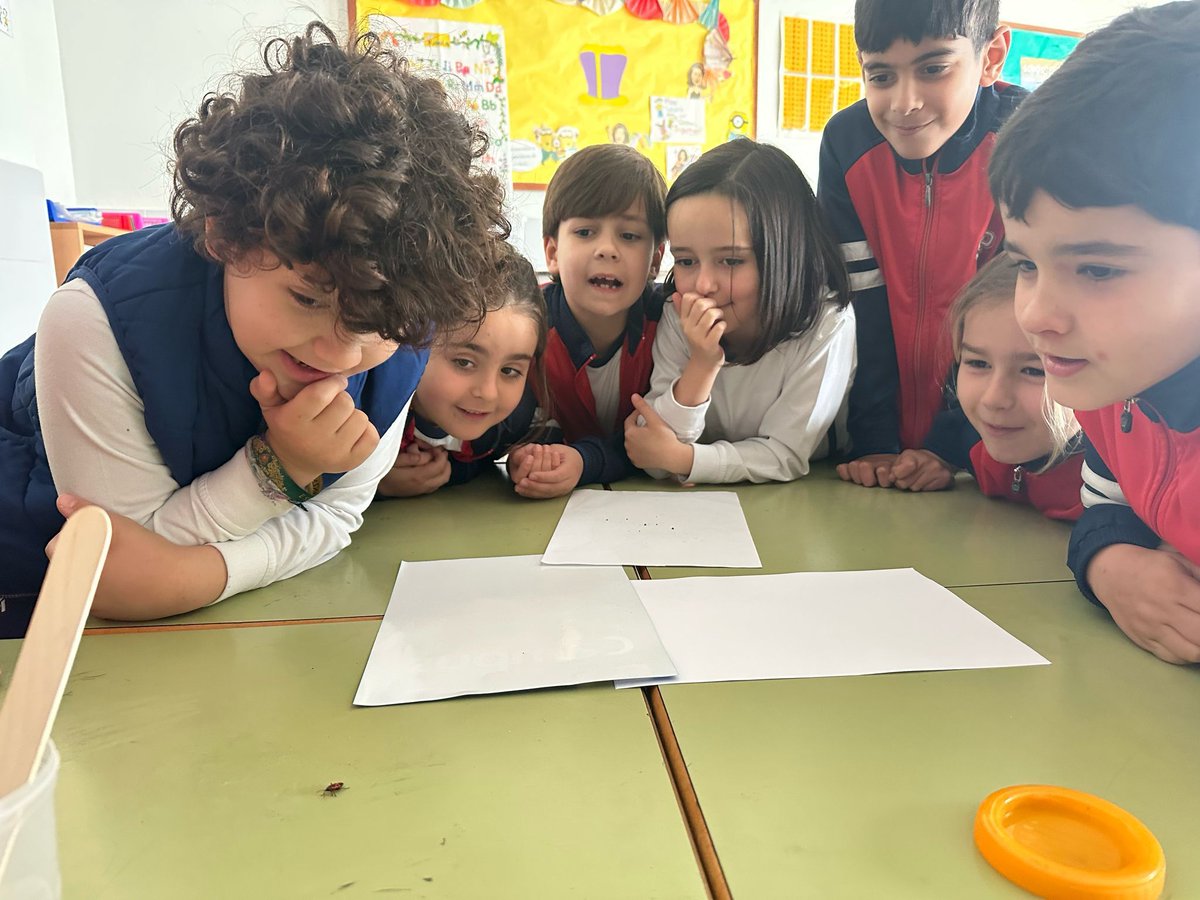 cardenalSPH's tweet photo. 🔍🐞 ¡Pequeños aventureros al descubierto! 🦋🔬 Hoy, nuestros estudiantes de Segundo de Primaria se transformaron en auténticos investigadores al observar insectos directamente durante la clase de Ciencias. 🌿👀 #CienciaDivertida #AprendizajeActivo https://t.co/I2GaH7f7Ee