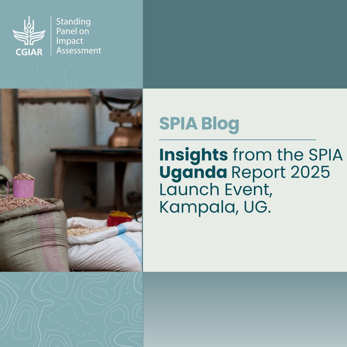 CGIAR SPIA (@cgiarspia) on Twitter photo 🚜 What’s next for Uganda’s agriculture? The SPIA Uganda Report 2025 presented in Kampala, gathered experts to discuss data on sweetpotato, cassava, beans, maize, and livestock, identifying opportunities and challenges.
Read more 👉bit.ly/4i2tqZm
<a href="/CGIAR/">CGIAR</a> <a href="/IAES_CGIAR/">CGIAR Independent Advisory and Evaluation Service</a> 🚜 What’s next for Uganda’s agriculture? The SPIA Uganda Report 2025 presented in Kampala, gathered experts to discuss data on sweetpotato, cassava, beans, maize, and livestock, identifying opportunities and challenges.
Read more 👉bit.ly/4i2tqZm
<a href="/CGIAR/">CGIAR</a> <a href="/IAES_CGIAR/">CGIAR Independent Advisory and Evaluation Service</a>