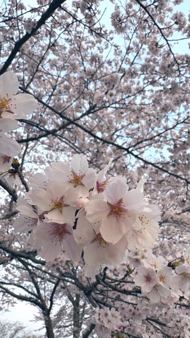 大阪でも満喫したけど地元に帰ってきてもまだお花見できた。今年の桜は長持ちだね