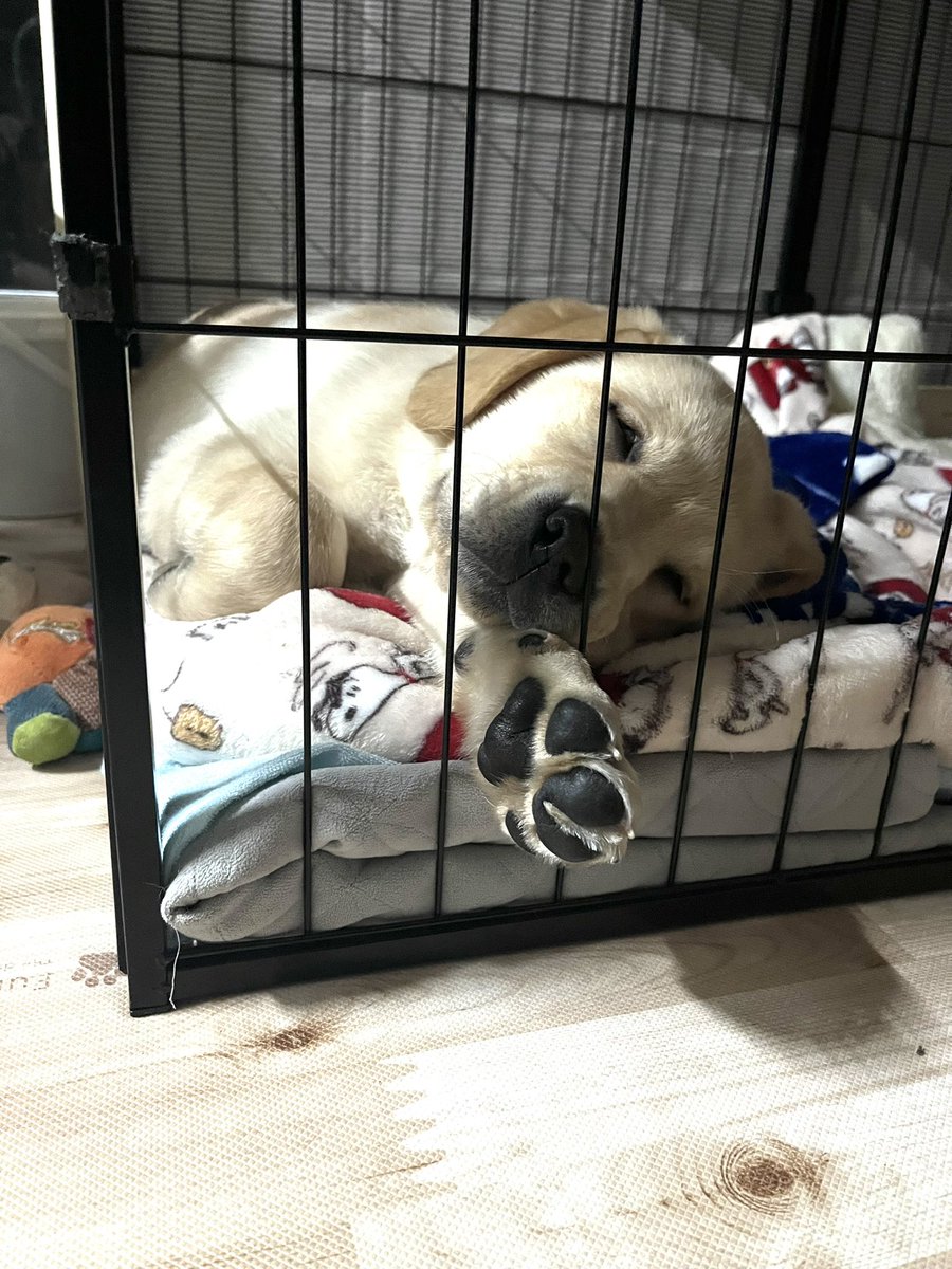 さっきまで噛まれてばかりでイラっとしてたけど
こんな寝姿見せられたら　可愛い🩷しか言えない😮‍💨