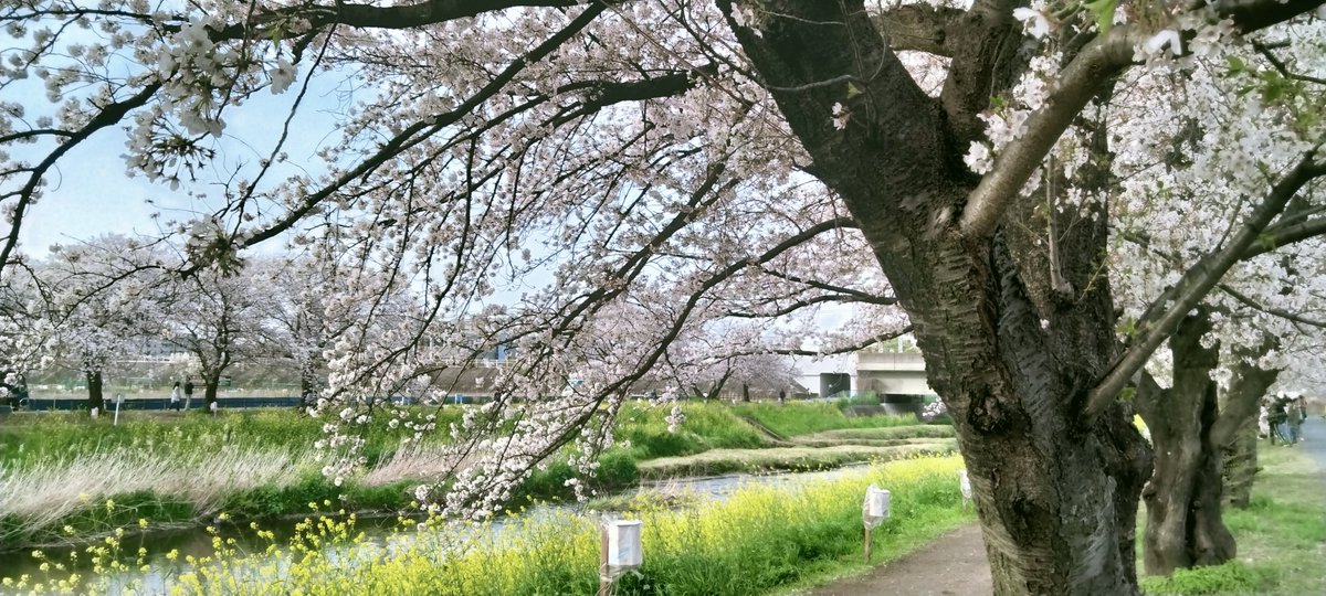 s_yrh's tweet photo. 桜 https://t.co/8EI8nonfRw