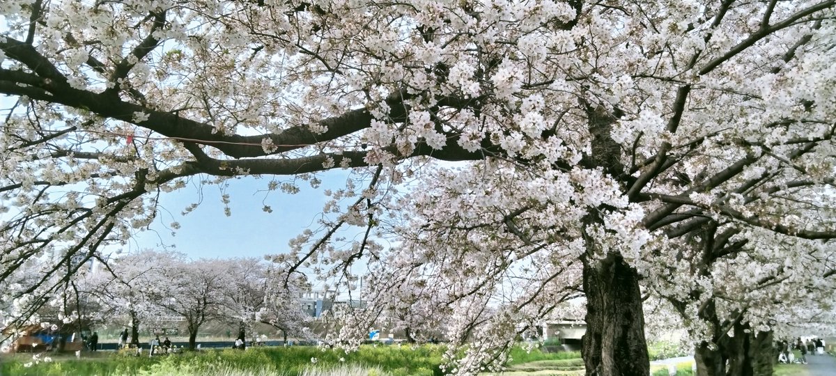 s_yrh's tweet photo. 桜 https://t.co/8EI8nonfRw