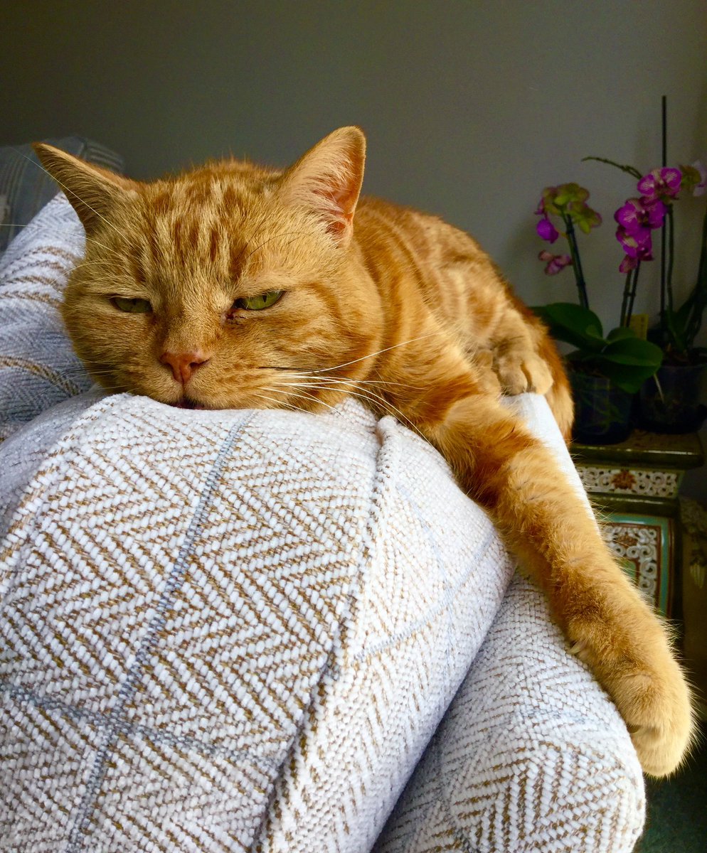 drm50's tweet photo. #AlamyPOTM #AlamyPets 
@AlamyContent   Henry taking it easy! https://t.co/Lu1EtJxJ9m