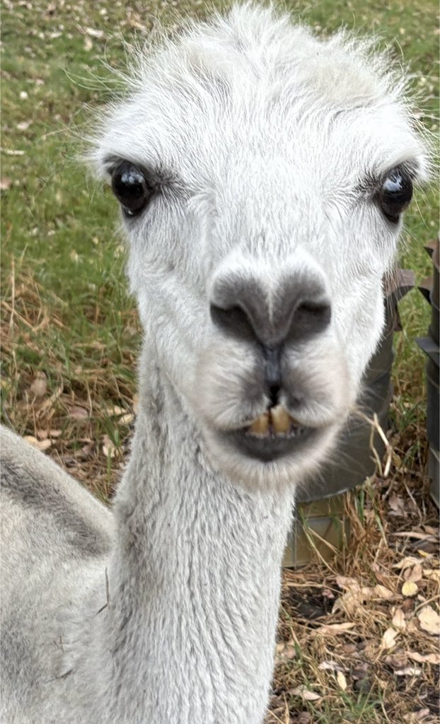 DigbyMiss's tweet photo. Marcel is looking a bit better tonight . The meds need to be administered every 2 hours. Hopefully they’ll work & he doesn’t lose his eye which has turned pale blue
I love our lads
Vets are such clever people #alpacasrule #LivingtheLife https://t.co/0xSqgFPVQA