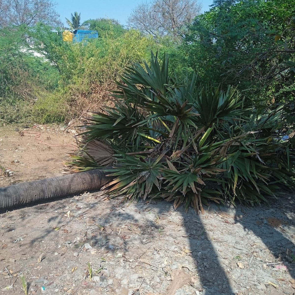 VictoryBuilder1's tweet photo. Tree Removal 👇 https://t.co/ysuamv3Ro6