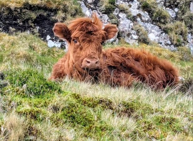How coo-te! 🐮 This udderly adorable Highland cow, chilling along the #NC500 route, is guaranteed to brighten up your #CoosdayTuesday 🥰