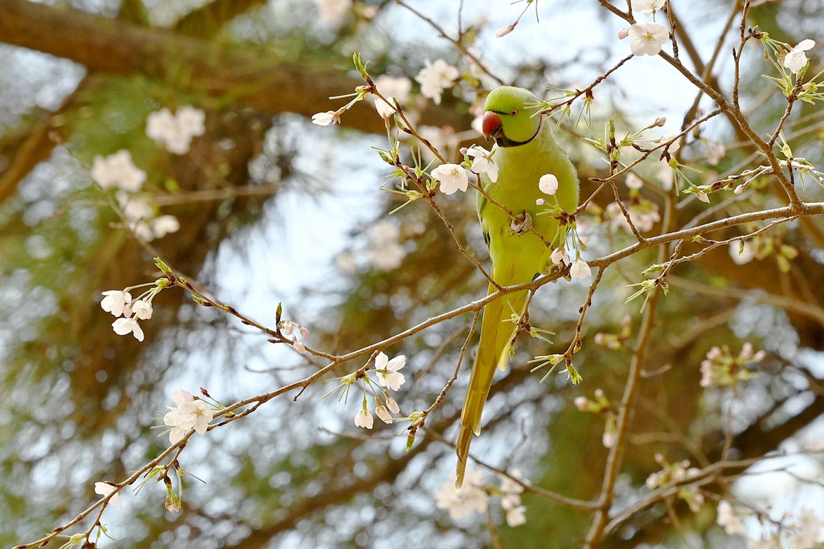 SF_NO718's tweet photo. 土曜の大田区で桜とインコっていうハイカラな写真撮れたんだけど、調べたらワカケホンセイインコっていう野生化した外来種っぽくてまぁまぁ害鳥らしい。笑 https://t.co/hwQJwisGvB