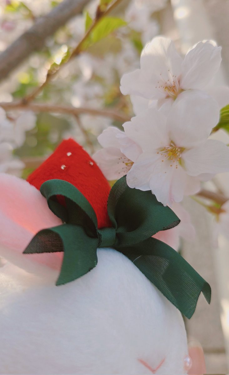 토끼모찌 레일 tweet media