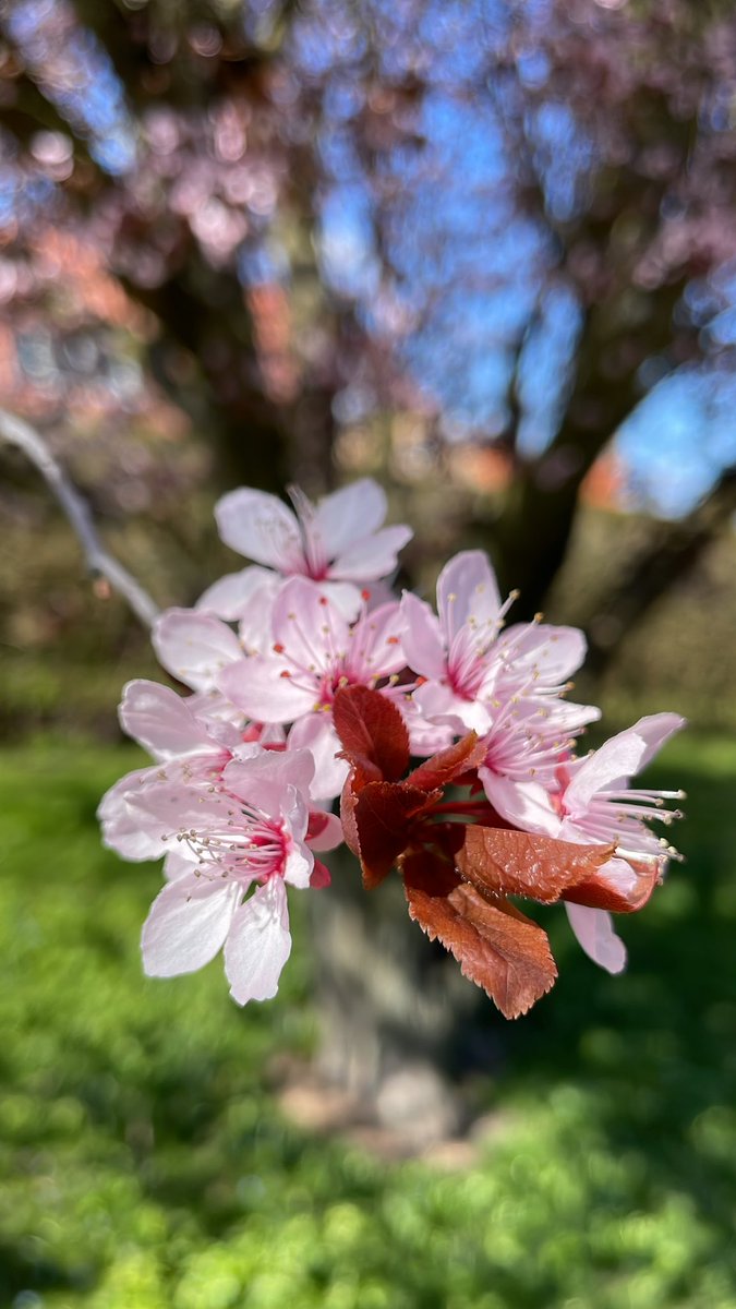 San Alvarito del agua 💦inspirá mis pasos y dejame fluir en la bondad✨🙏✨Aho! 🩵🌸🌸🌸🌸floreceremos!!!🩵✨