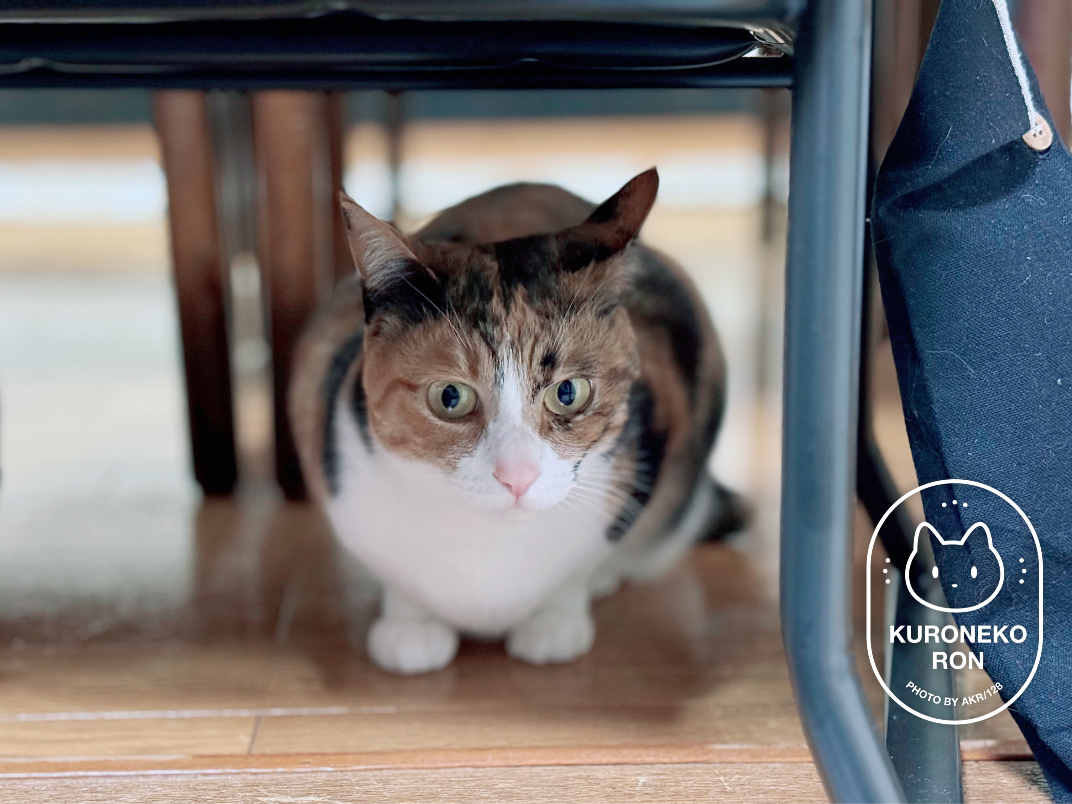 ╲『ふくねこ』シリーズ╱ ふくよかな猫『ふくねこ』 10種類から
