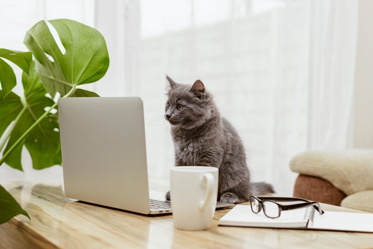 UniStrathclydeNews (@unistrathnews) on Twitter photo 'Petfluencers' are becoming more popular than humans on social media according to a new <a href="/UniStrathclyde/">University of Strathclyde</a> study. tinyurl.com/mvct5373 'Petfluencers' are becoming more popular than humans on social media according to a new <a href="/UniStrathclyde/">University of Strathclyde</a> study. tinyurl.com/mvct5373