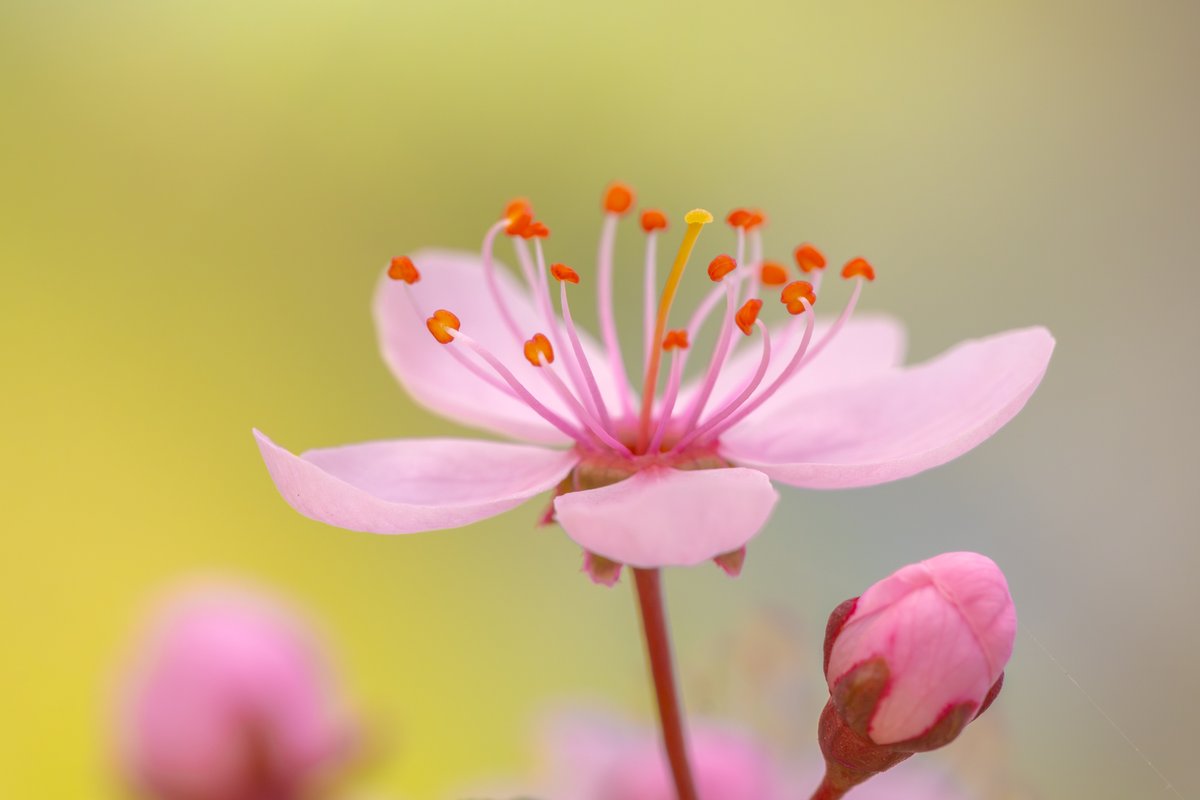 Albert Dros tweet media