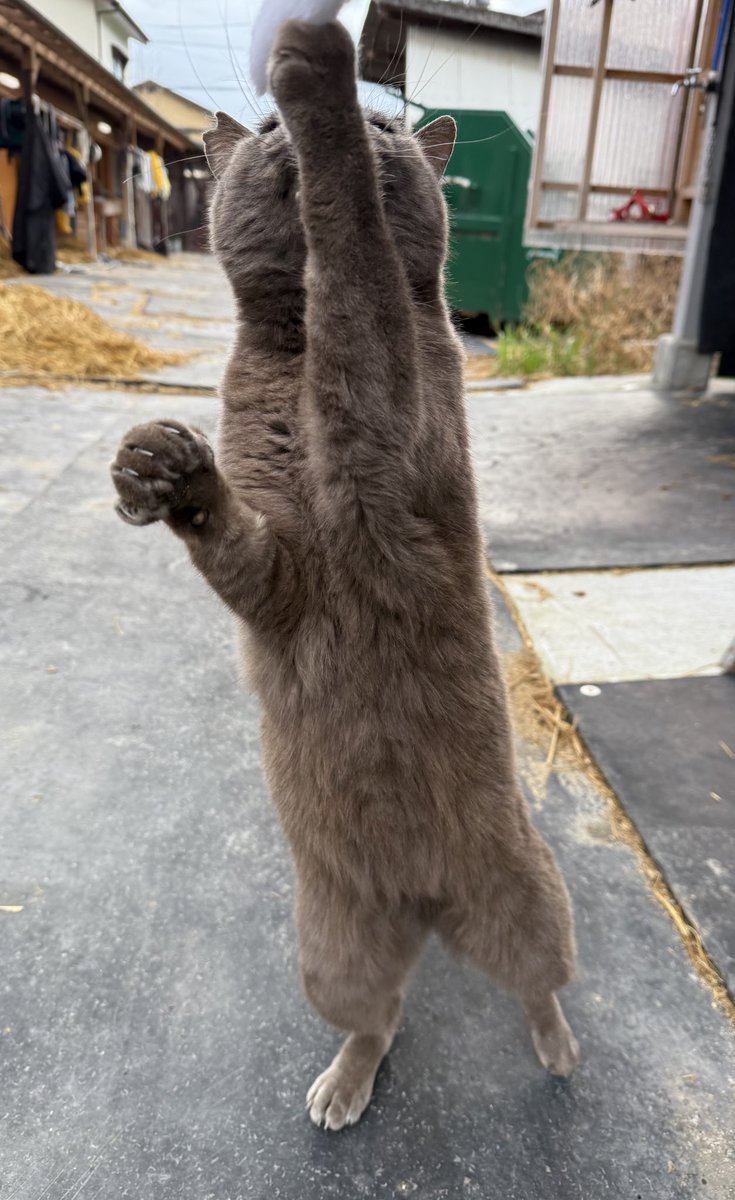 本日は名古屋競馬に一頭出走します。

11R プラセボ号

長距離の輸送になりますが、いつもの担当厩務員さんと一緒なので安心です🐴
ぜひ応援よろしくお願いします😊

にゃーに会いに行くと、がんばれー💪と応援してくれました😊