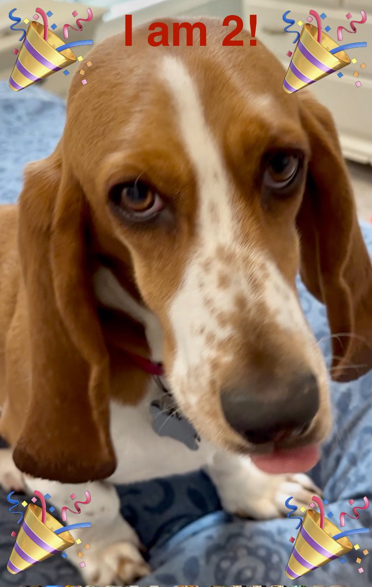 MaxandCarrie's tweet photo. 🎉HAPPY BIRTHDAY, RUBY!🎉

Sadly, your first 20 months were not filled with the love, patience, and fun you deserved. 

But now…Here’s to many years of joy together! 🍦

#tongueoutTuesday
#TwoOnTuesday
#Iamnowateenager
#andstillapuppy
#iamsillyandspicynow
#stillnotsureaboutdad https://t.co/eJ5x2sbna9