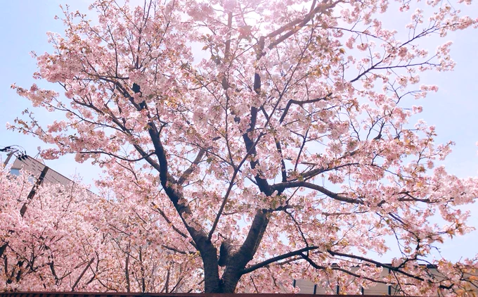 咲いてたやっぱ春が1番すき……花粉耐えるからずっと春でいて……… 