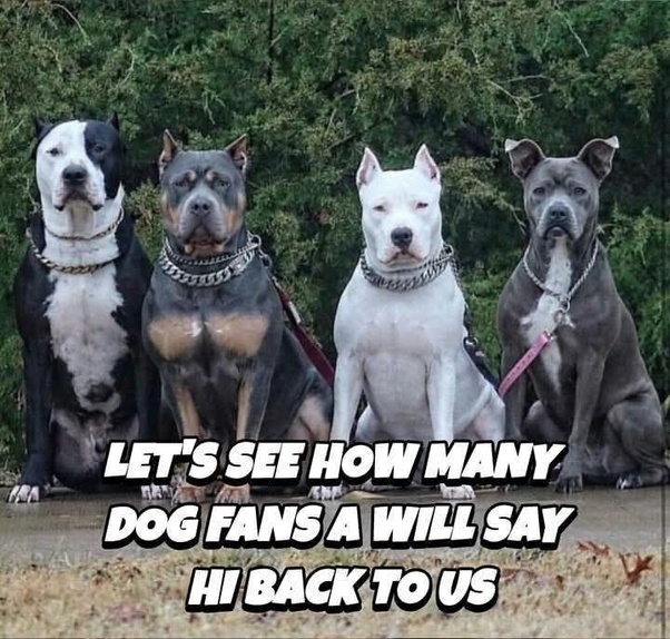 Pawzazzle's tweet photo. Who’s saying hi back? 🐶📸 https://t.co/AyOK3Zd6Cq