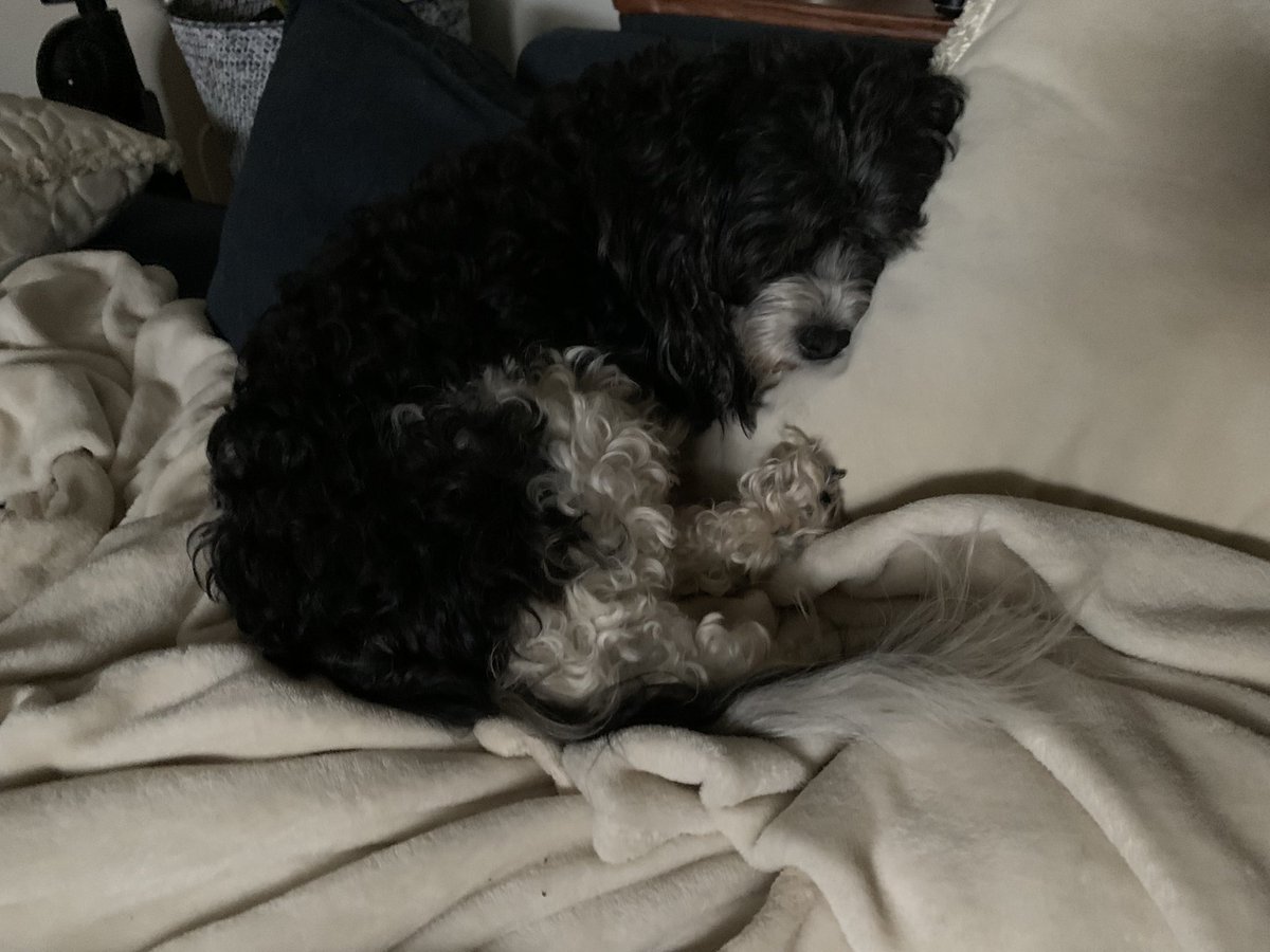StacyLatchaw's tweet photo. @Phil_Sledge Alfie is a napping savant. https://t.co/bGqopxJz83