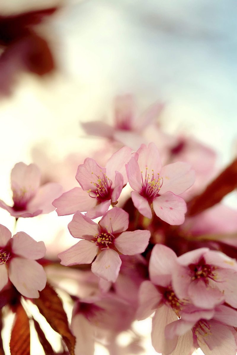YvetteLouise_'s tweet photo. In a world of chaos and war talk due to unstable leaders. Be someone who advocates for global peace and world ๐ conservation ๐ธ
Anyone can tear something down, it takes more work to build something.
Build a better future ๐ฆ
#buildabetterfuture #blossom #photography #hope https://t.co/ttnVbAdDJ4