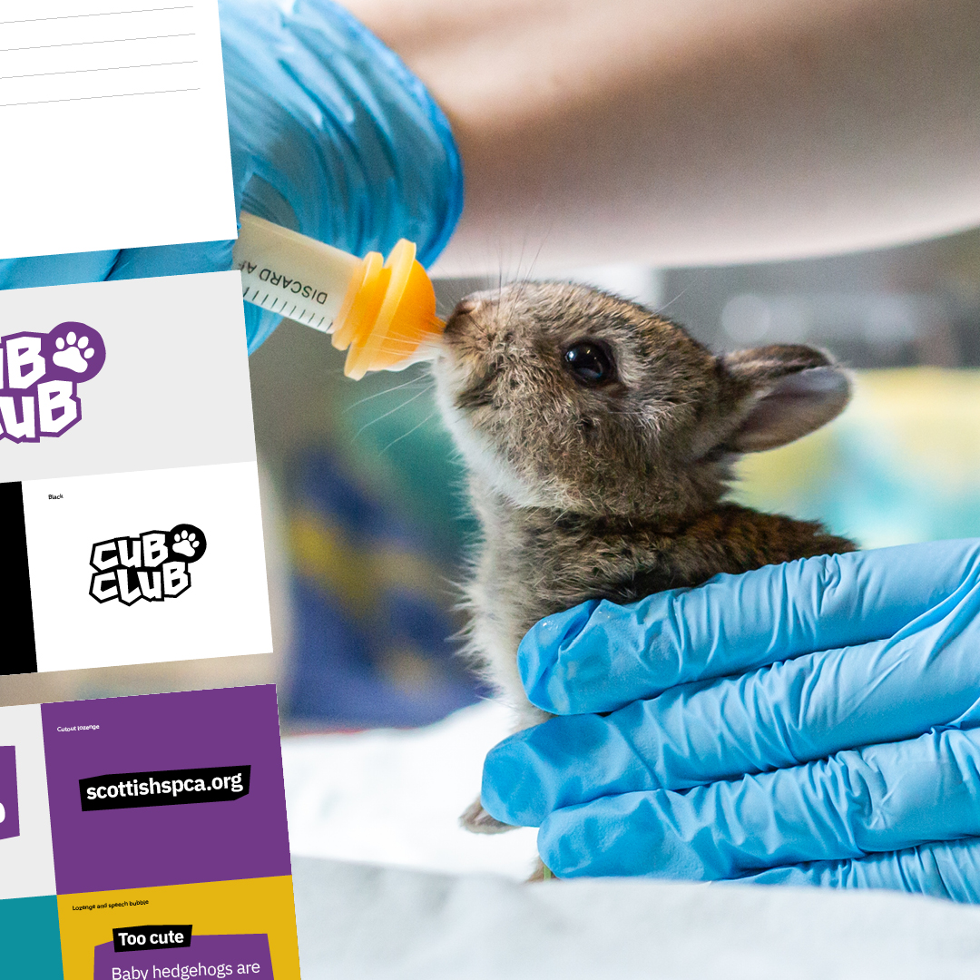 Ruddocks - Creative Production Agency (@helpmeruddocks) on Twitter photo In 2024, we partnered with <a href="/ScottishSPCA/">Scottish SPCA 🐾</a> to launch their new junior membership: Cub Club!🐾
We developed a vibrant #brand, engaging welcome packs and automated email journeys to attract the next generation of animal welfare champions. 🐿
Explore more: bit.ly/RuddocskAndSco… In 2024, we partnered with <a href="/ScottishSPCA/">Scottish SPCA 🐾</a> to launch their new junior membership: Cub Club!🐾
We developed a vibrant #brand, engaging welcome packs and automated email journeys to attract the next generation of animal welfare champions. 🐿
Explore more: bit.ly/RuddocskAndSco…