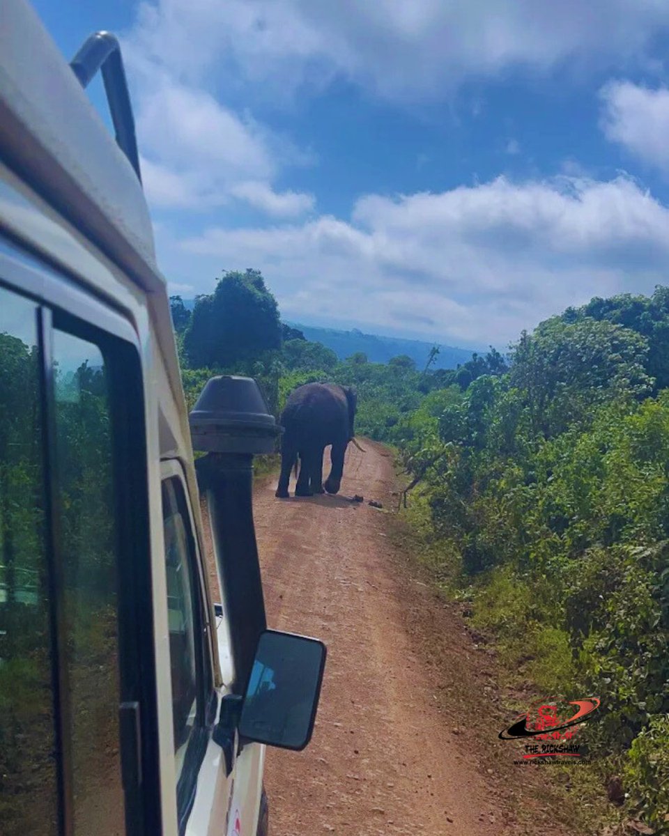 Seeing the wilderness through our customers' eyes!!

📸 Alex Kad

#rickshawtravels #safariexperts #travelagency #traveloperators