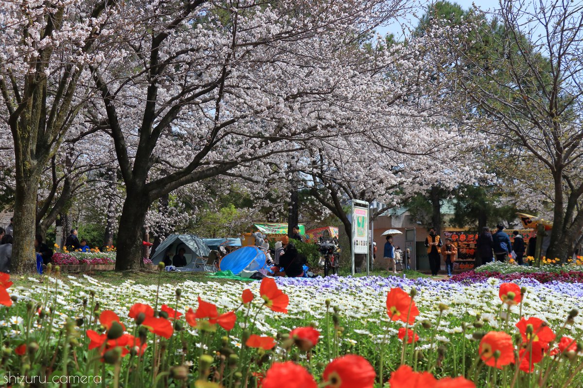 shizuru_camera's tweet photo. お��しぶりです。春ですね🌸
#さくら #桜 #福岡 https://t.co/F0u1onV0RB