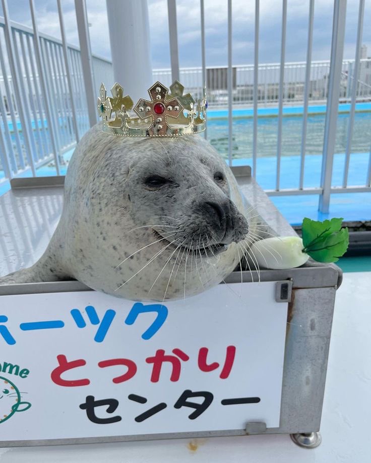 Lovejoy as seals (@lvjyseals) on Twitter photo 