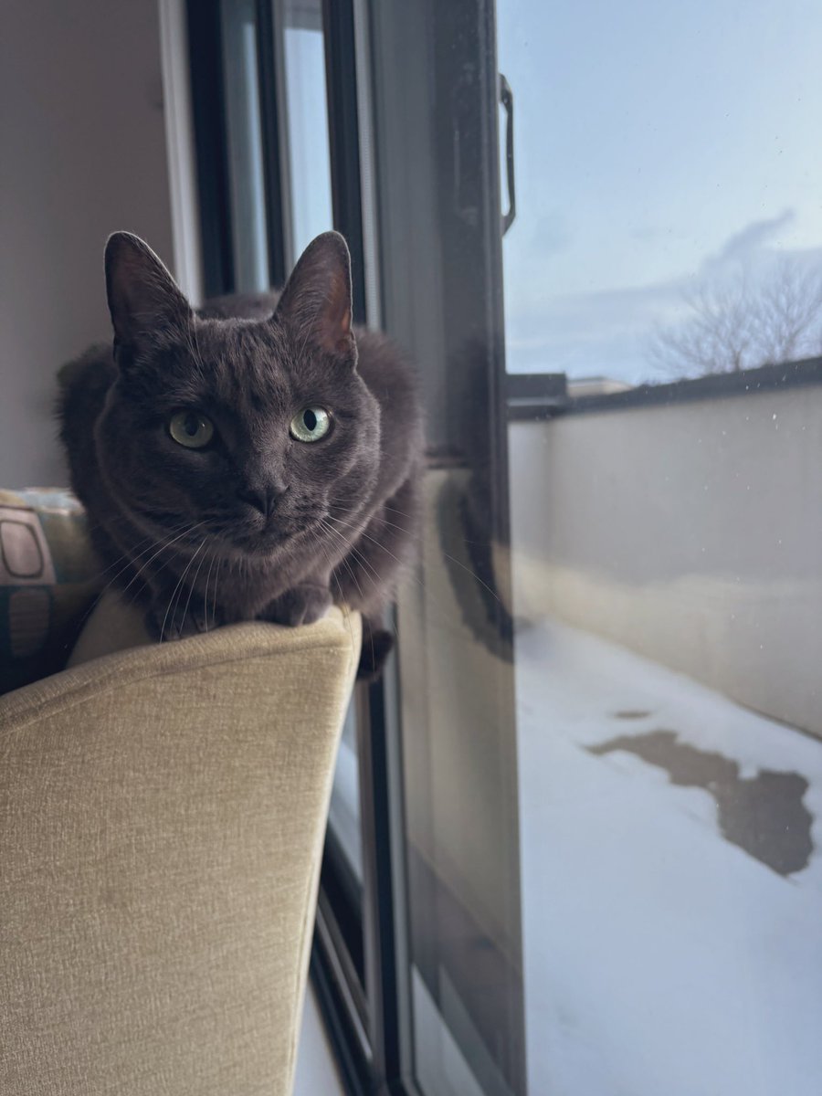 Jillsies's tweet image. Good morning and happy Tuesday! There’s a blanket of snow but we’re gonna be ok. #morningforecast 
#CanadianSpring