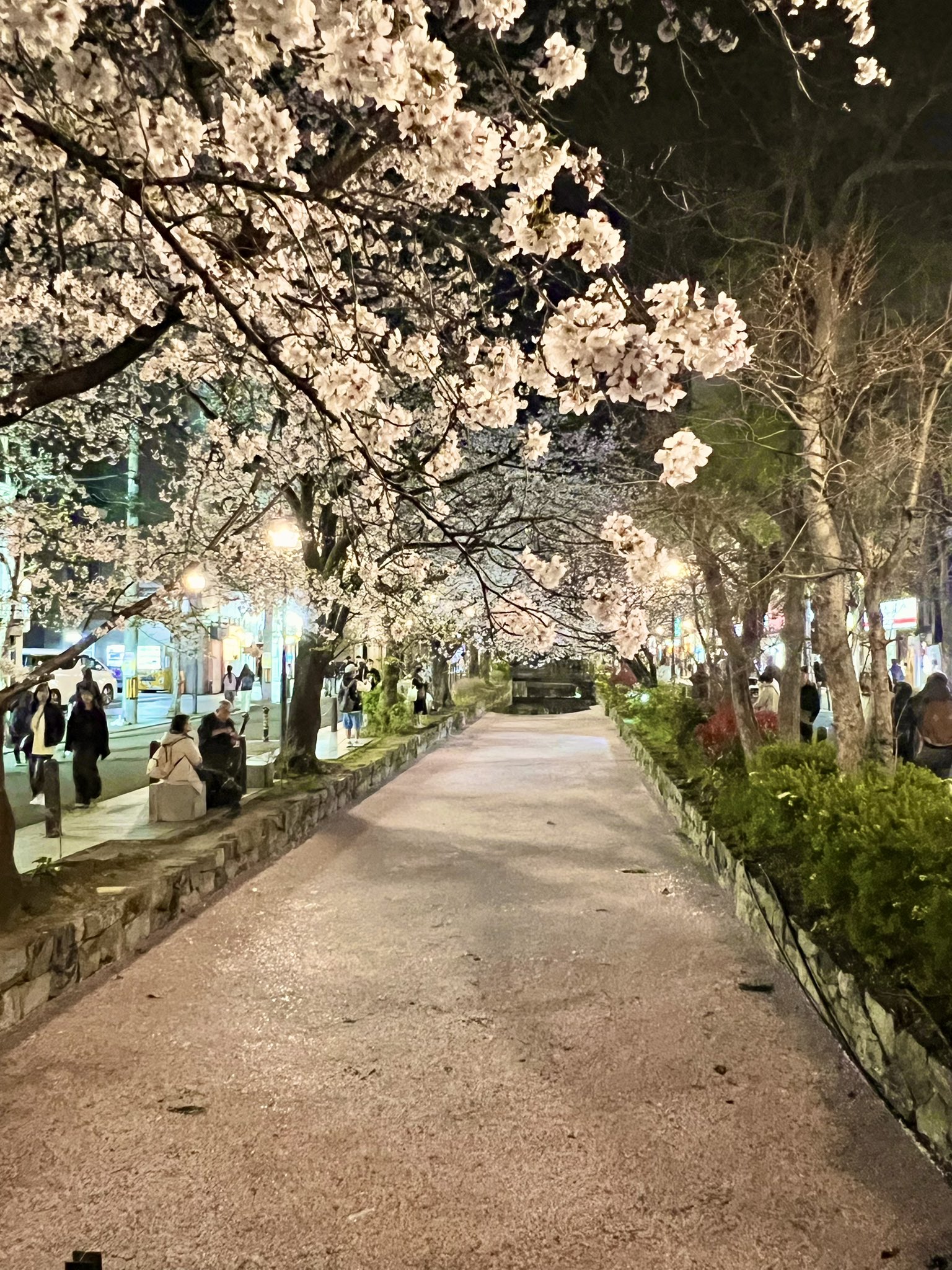 花筏  回る花筏 | GANREF