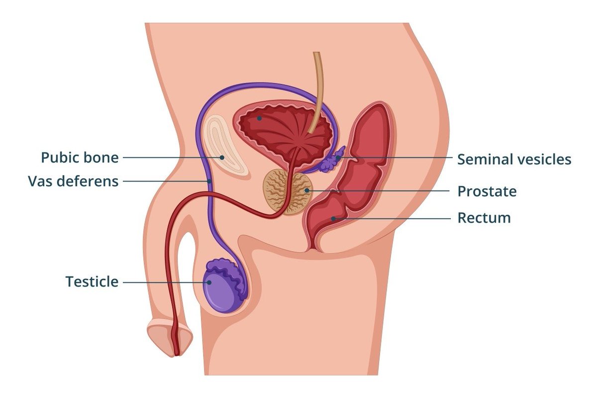 RadBudd's tweet photo. The #Prostate is about the size of a walnut.... but when it comes to #Cancer, that little gland can cause big problems!
Good thing #radiotherapy can target it with sub-millimetre accuracy!
#radbudd #Oncology https://t.co/QsPIr3EQp9