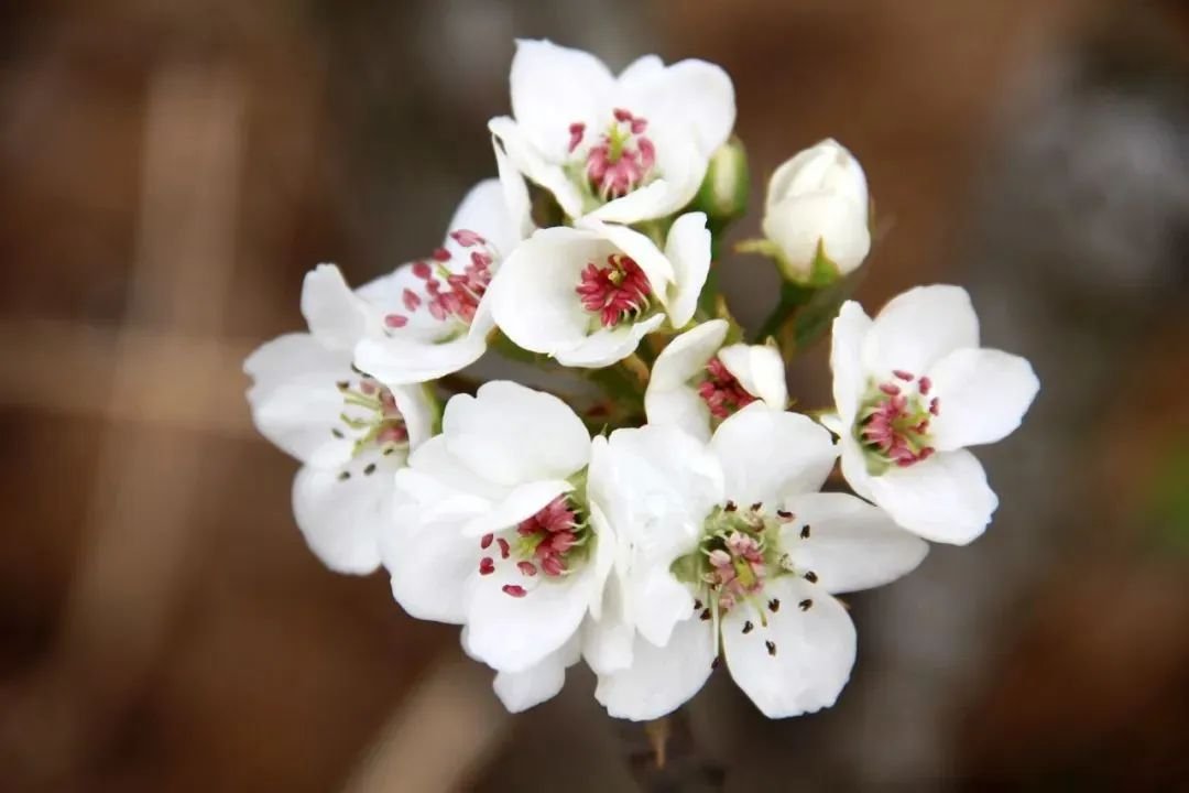 In Guanxian County, Liaocheng, a sea of pear blossoms has arrived right on cue! Stretching for miles, the trees are covered in delicate white blooms, like freshly fallen snow. Don't miss the 400-year-old pear tree, now in full bloom—a true testament to nature's timeless beauty. https://t.co/BecoQxph00